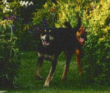 Barry Smalley's Two Little Dogs!